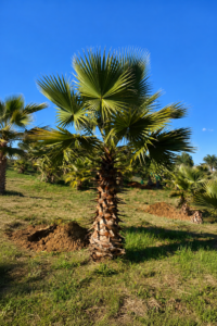 Palmeira Whashingtonia