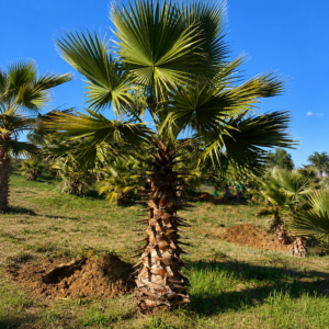 Palmeira Whashingtonia