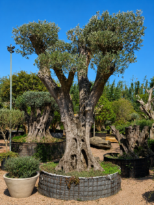 Oliveira Centenaria