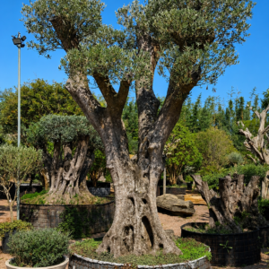 Oliveira Centenaria