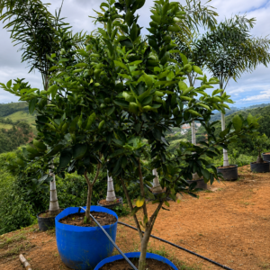 CITRICAS