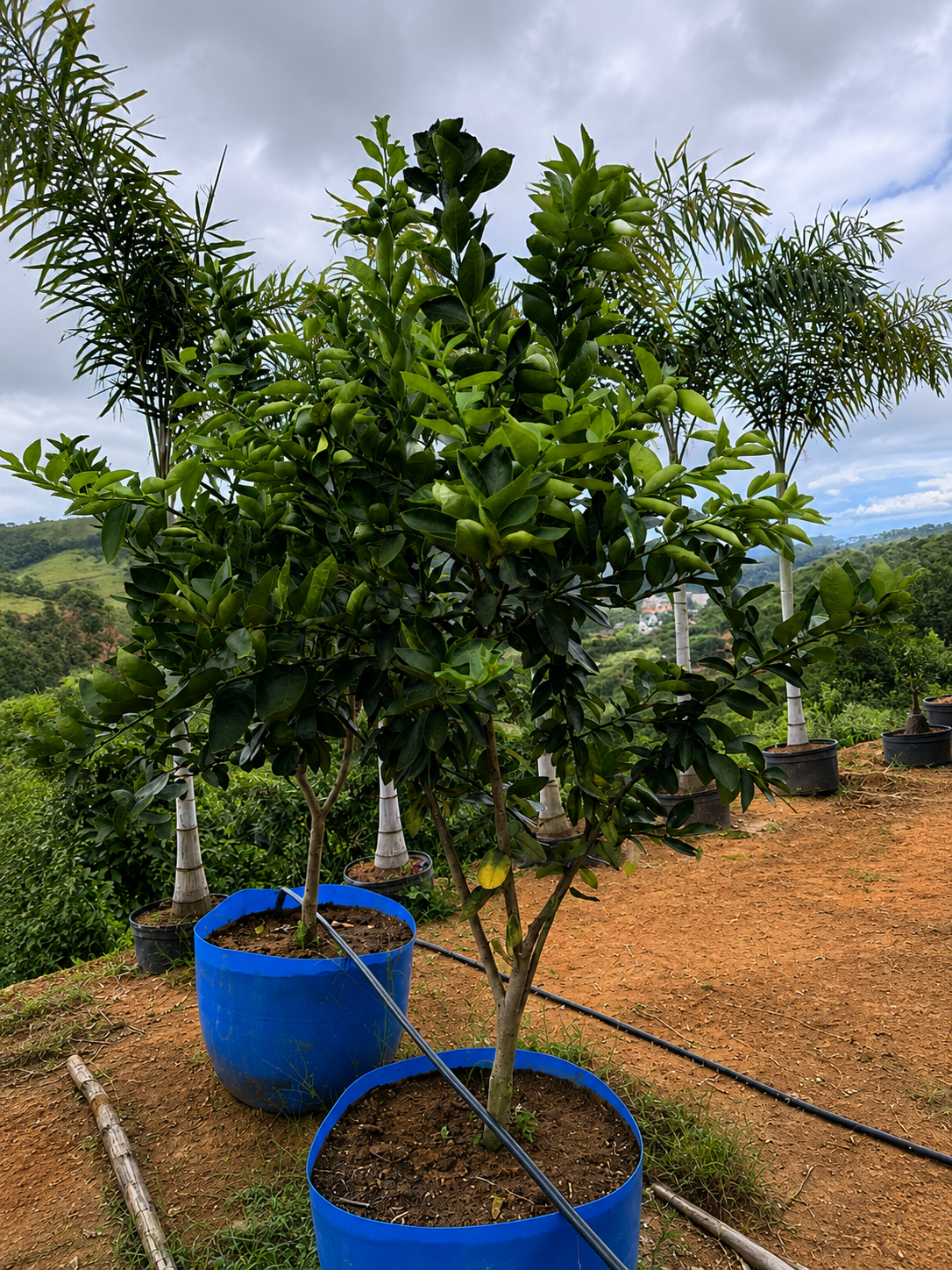 CITRICAS CITRICAS