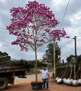 IPÊs