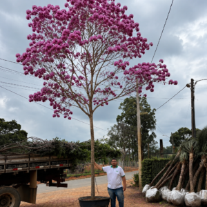 IPÊs