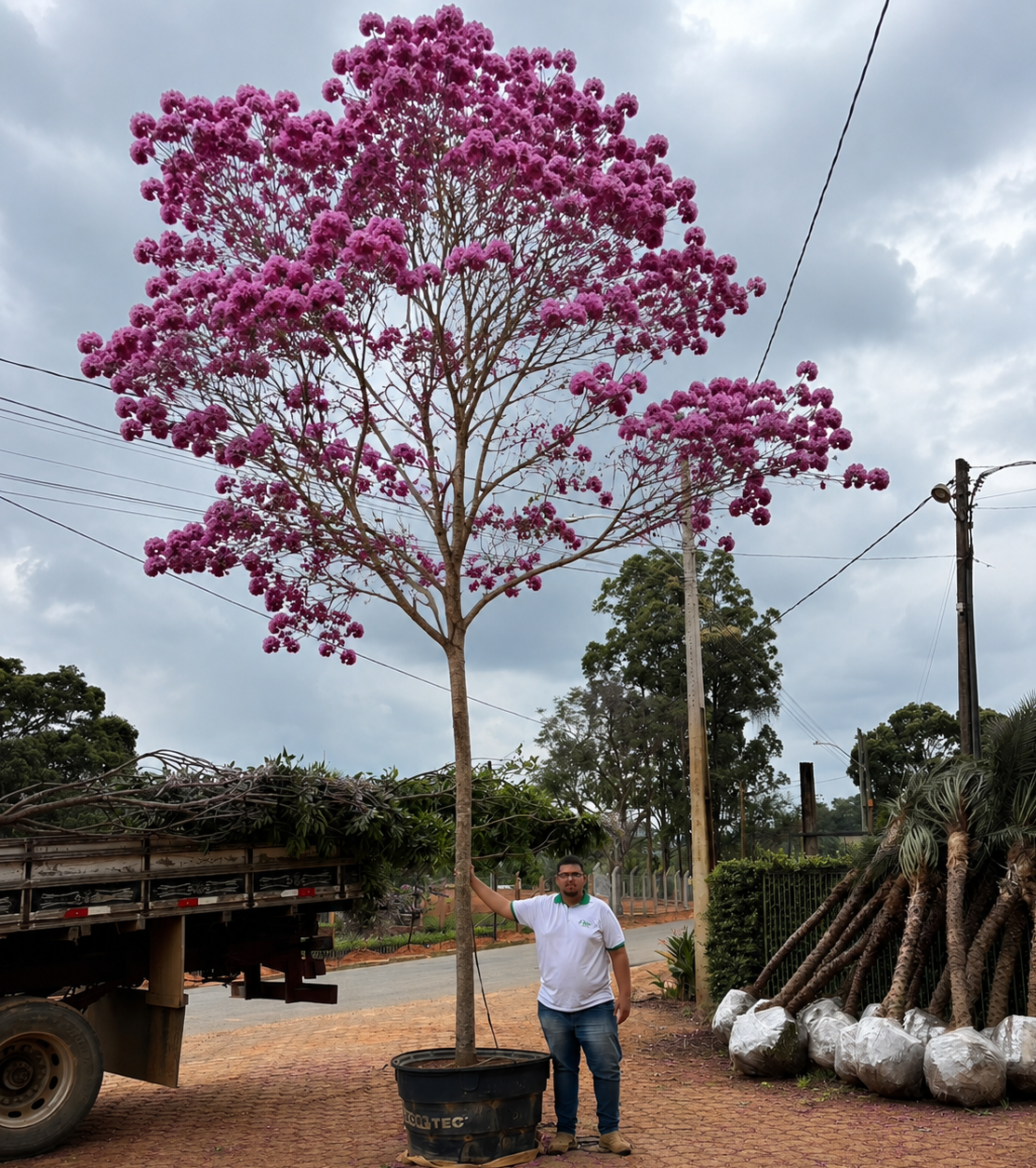 IPÊ IPÊs