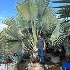 Palmeira Bismarckia - Azul