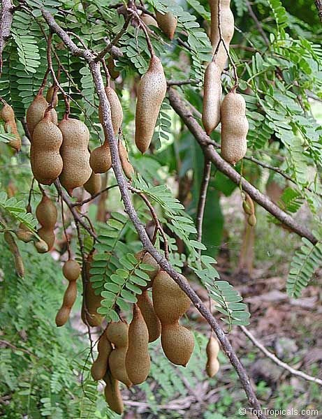 Tamarindo – Árvores da UENF