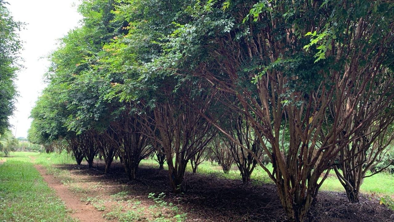 jabuticabeira jabuticabeira