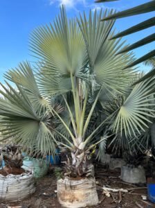 Palmeira Bismarckia - Azul