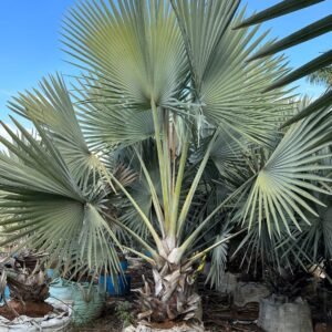 Palmeira Bismarckia - Azul