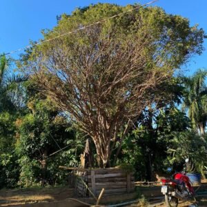 Jabuticaba