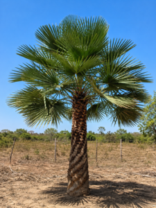 Carnauba