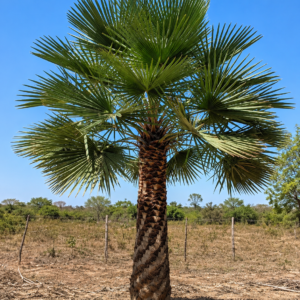 Carnauba