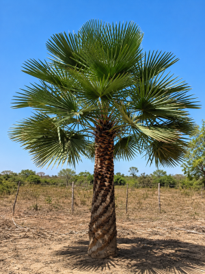 Carnauba