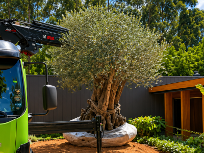 OLIVEIRA CENTENARIA