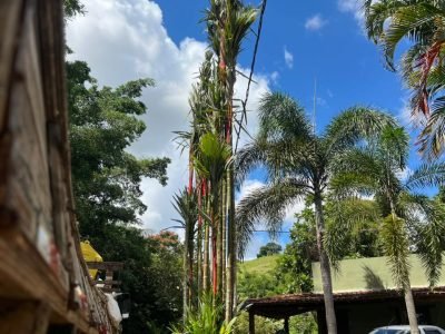 Palmeira Laka