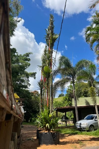 Palmeira Laka