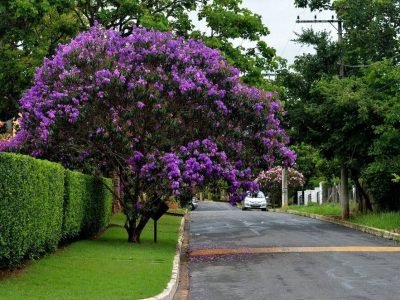 arvores para calçada