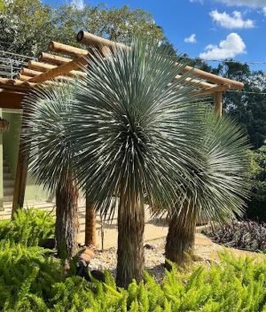 yucca